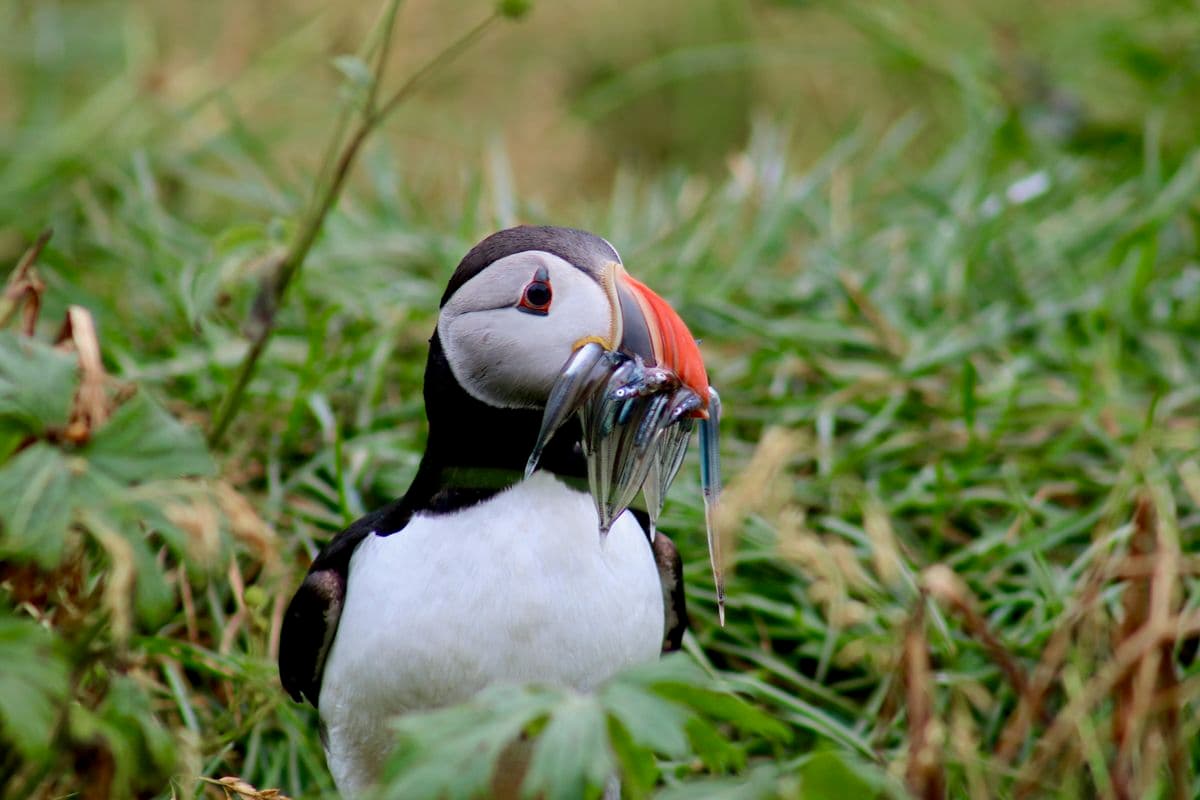 Reykjavík Classic Puffin Watching