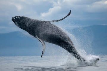 Whale watching