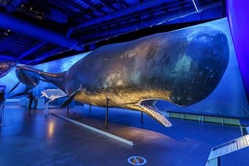 Whales of Iceland Exhibition