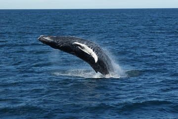 Witness the incredible power and grace of humpback whales as they breach the surface of Faxaflói Bay on an unforgettable Whale Watching tour from Reykjavík.