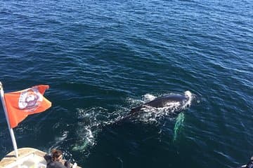Get up close to Iceland’s gentle giants as they swim beside your boat during an unforgettable Whale Watching tour from Reykjavík.