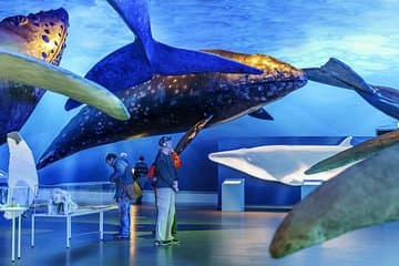 Whales of Iceland Exhibition