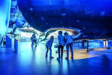 Whales of Iceland Exhibition