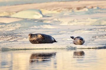 Focas en la laguna glaciar