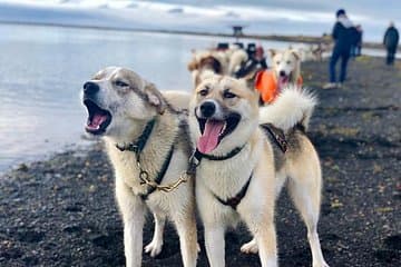 The Leaders