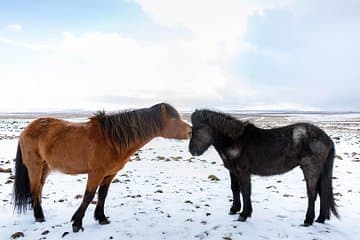 Horses on the Golden Circle