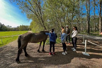 Fridheimar horse