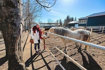 Fridheimar horse
