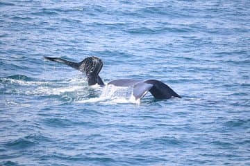 Two humpback whales dive gracefully beneath the waves — a peaceful scene in Faxaflói Bay.