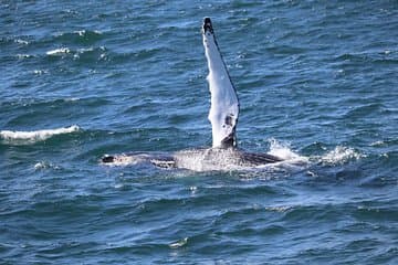A playful whale waves its fin in the sunlight, showing off Iceland’s wild beauty.