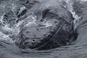 Up close with a gentle giant — witness the detail and strength of a humpback whale’s head.