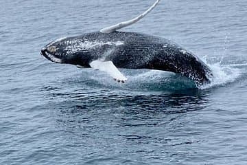 A thrilling breach in Faxaflói Bay — the moment every whale watcher dreams of.