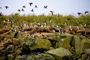 Witness puffins in their natural habitat, nesting and flying around the rocky cliffs of Akurey Island.