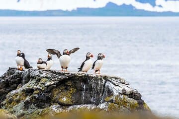 Admire Iceland’s iconic puffins resting on seaside cliffs — a highlight of your Puffin Watching adventure.