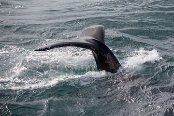 Watch a whale’s tail disappear beneath the waves — a powerful reminder of Iceland’s wild beauty.