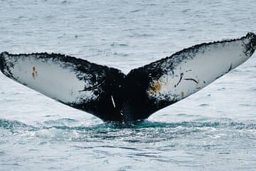 Westfjords whale watching with Sjóferðir