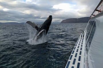 Westfjords whale watching with Sjóferðir