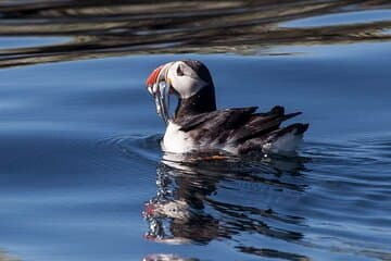 See a puffin up close as it glides across calm Icelandic waters, carrying its catch of the day.