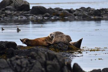 Focas en la playa de Ytri Tunga