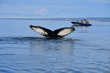 Original Big Whale Safari and Puffins from Iceland by Local Family Company in Húsavík