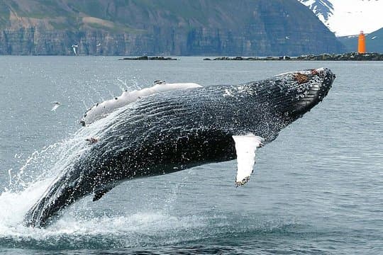 100% Whale Watching