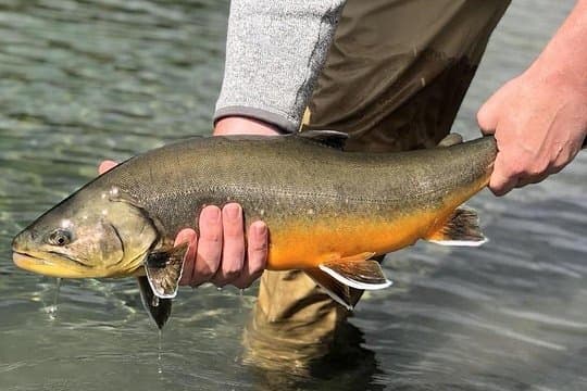 Private Lake and River Fishing Tour from Reykjavik