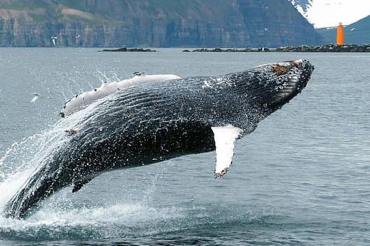 Whale Watching and Sea Angling Tour