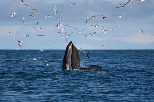 The Original Classic Whale Watching from Reykjavik
