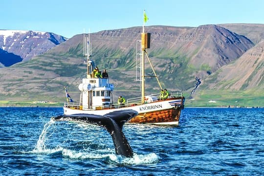 Whale Watching on board a Traditional Oak Boat from Árskógssandur