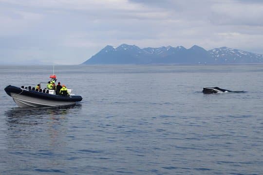 2-Hour RIB Boat Whale Watching Tour from Reykjavik