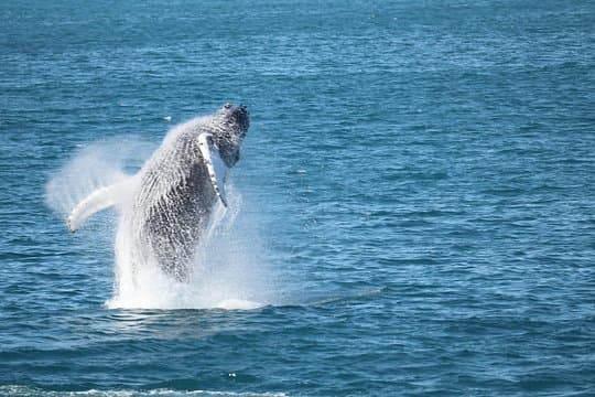 Whale Wonders Morning Expedition from Reykjavík