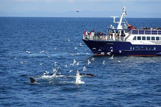 Reykjavík Bay Arctic Rose Whale Watching Excursion