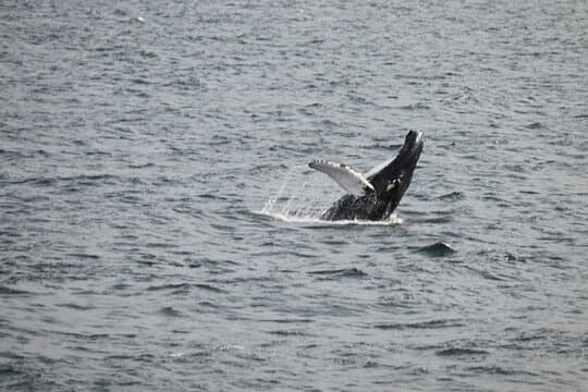 2 Hours Whale Watching Express Adventure