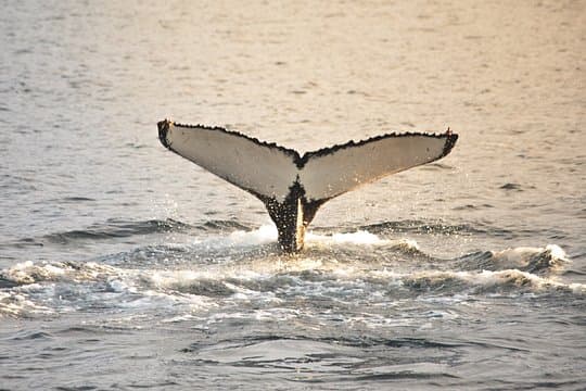 Whale Watching from Akureyri Small Group Boat Tour Hjalteyri