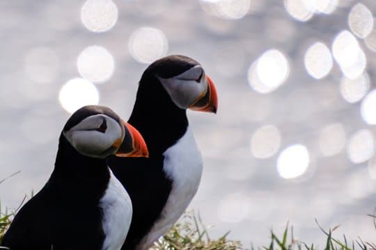 Seyðisfjörður: Puffins, Reindeer & Eastfjords Tour