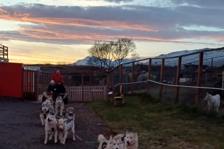 Paseo en carrito de perro en Akureyri