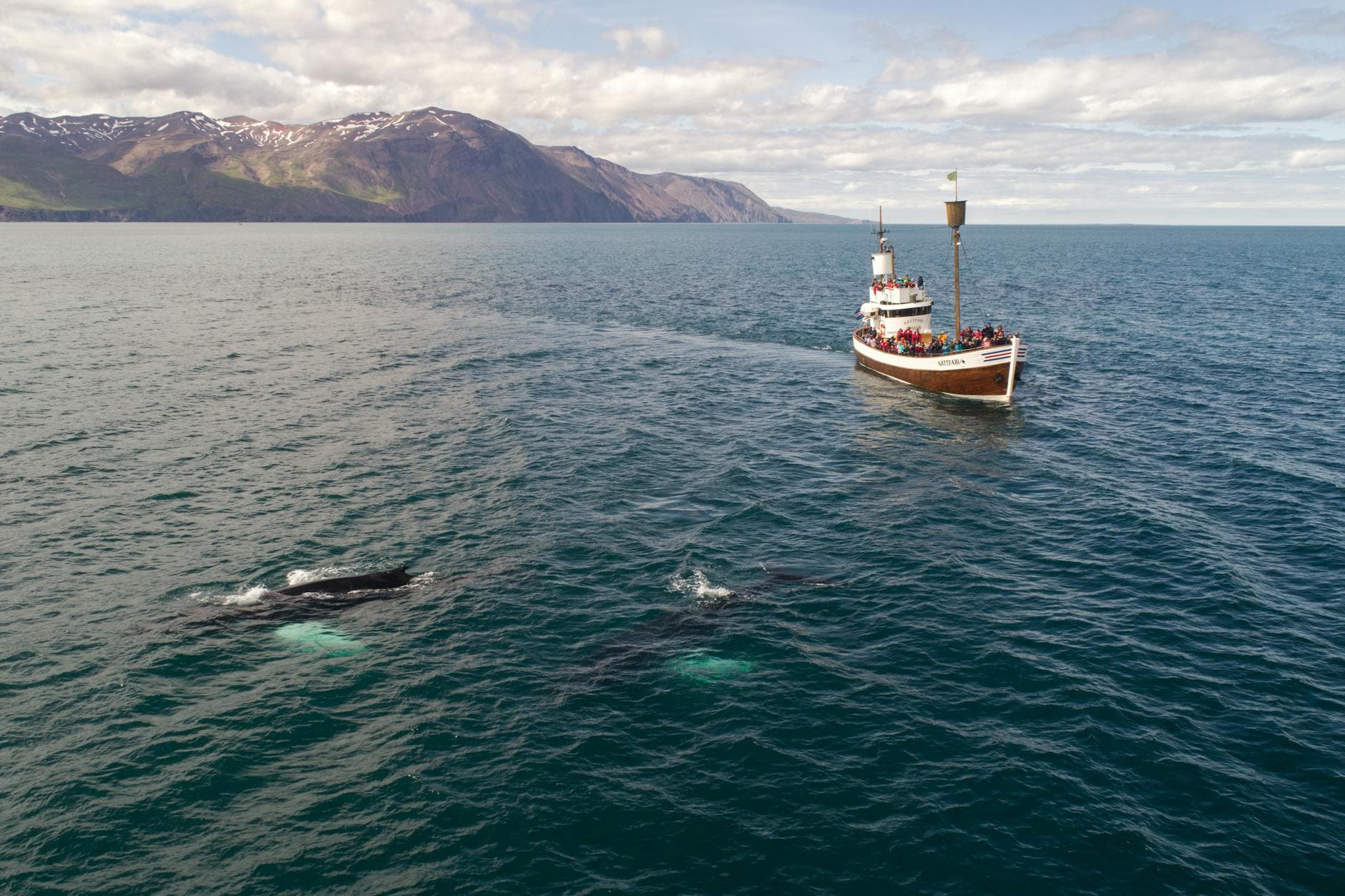 Húsavík Whale Watching