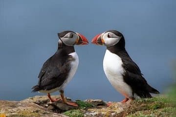 Puffin Express Cruise to Akurey from Reykjavik