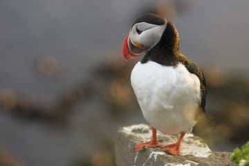 Iceland Combo: Whale and Puffin Cruises