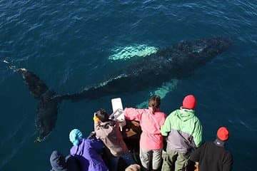 Húsavík Traditional Whale Watching by Local Family Company