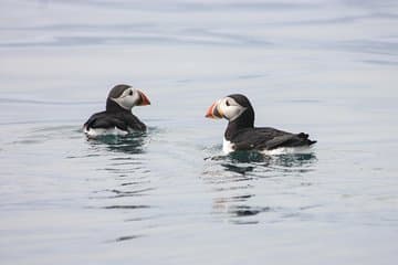 Puffins in Iceland