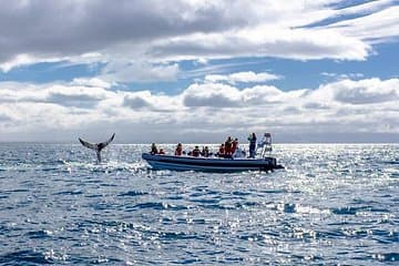 Smal-Group Whale Watching Tour