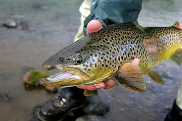 Brown trout River Holaa