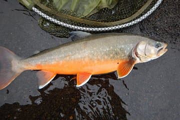 Arctic Char - lake Fishing