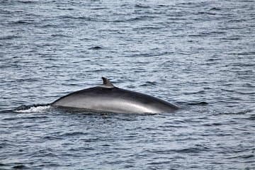 A curious minke whale surfacing close to the boat.