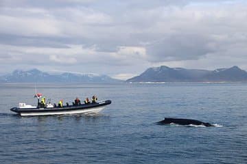 RIB Express Whale Watching - Dagmar