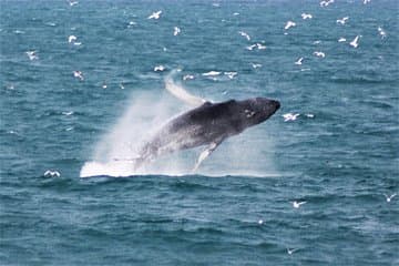 A powerful leap from a humpback — nature at its best!