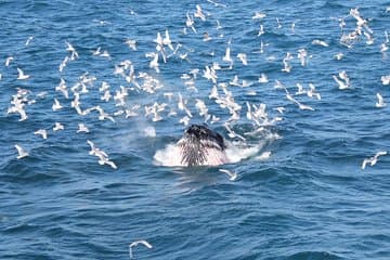 Seabirds circling above as whales feed in Faxaflói Bay.