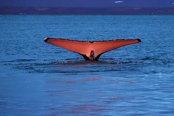 Húsavík Traditional Whale Watching by Local Family Company