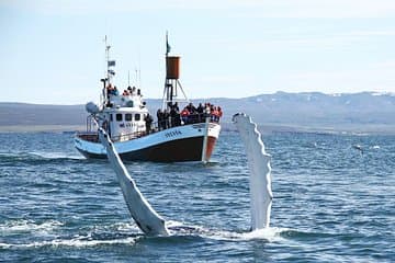 Húsavík Traditional Whale Watching by Local Family Company